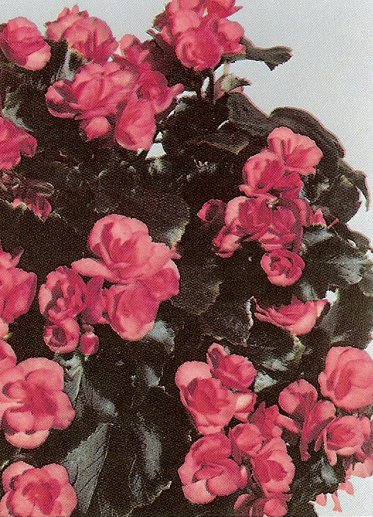 B. ‘Fantasy’